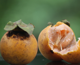 Diospyros embryopteris -Local Name Gab