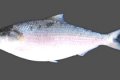 Hilsa-hilsa(Hilsa fish)-National fish of Bangladesh