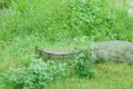 Dulhajari Safari Park