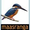masranga tv