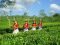 Tea Plantation in Bangladesh
