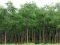 Success in Social Forestry